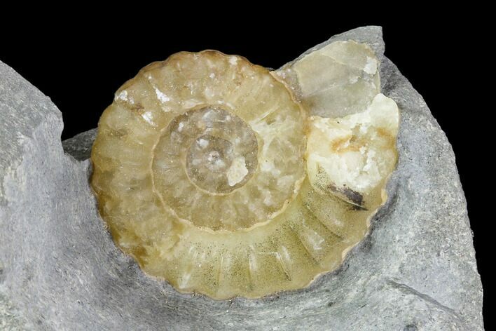 Fossil Ammonite (Promicroceras) - Lyme Regis #110688